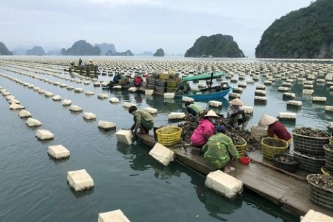 suc song moi tren huyen dao tien tieu vung dong bac