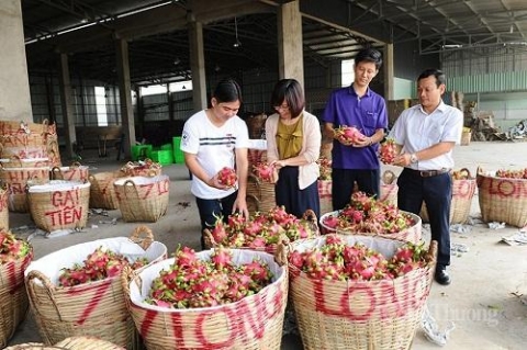 tim duong dua thanh long sang an do pakistan