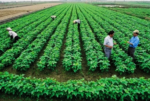 gan 1585 ty dong dau tu xay dung vung nguyen lieu phuc vu che bien va tieu thu nong lam san giai doan 2021 2025