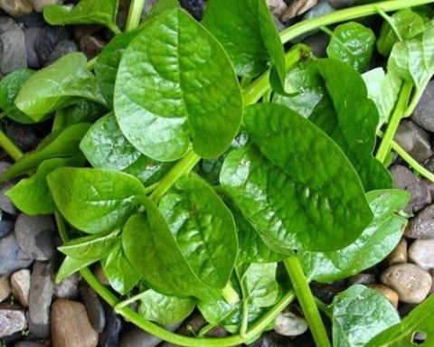 6 luu y nhat dinh phai tranh khi an rau mong toi de khong gay hai suc khoe