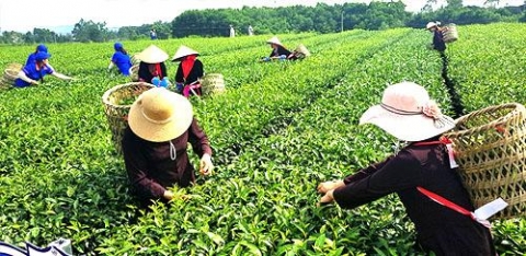 huyen hai ha co nhieu doi thay