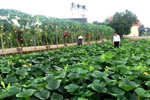 xa quang minh quang ninh diem sang trong xay dung ntm kieu mau