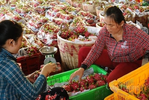 mo rong dau ra cho trai thanh long