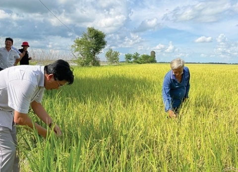 an giang nang tam gia tri nep phu tan