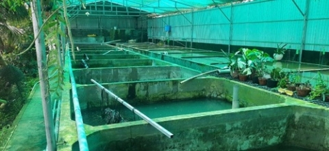 an giang trien vong tu mo hinh nuoi luon ung dung cong nghe thong minh