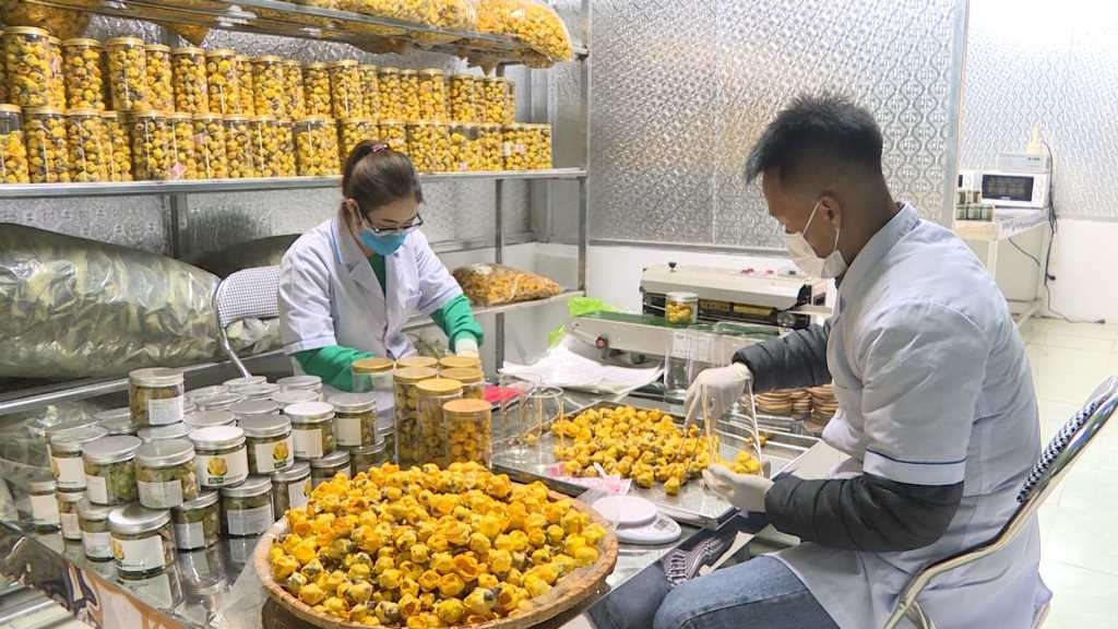 Sản phẩm OCOP trà hoa vàng của Ba Chẽ đạt chuẩn 5 sao cấp tỉnh.