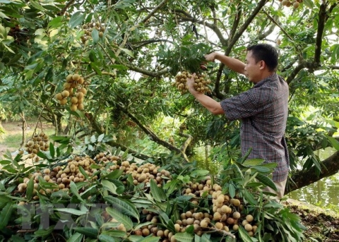 hung yen to chuc hoi nghi xuc tien tieu thu nhan va nong san nam 2022