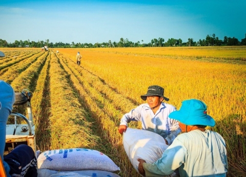xay dung nhan hieu gao an giang thanh san pham chu luc