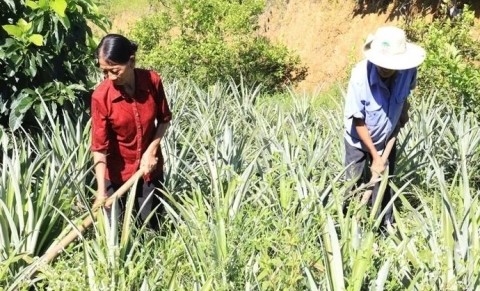 ha tinh vo chong lao nong mien nui thoat ngheo vuon len lam giau
