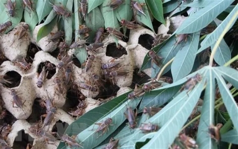 hieu qua tu mo hinh nuoi de cua tieu doi dan quan tai quang ngai