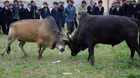ung dung cong nghe sinh san phat trien giong bo vang cao nguyen da dong van
