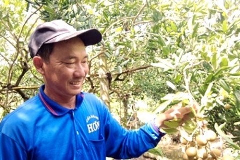 an giang tang thu nhap tu cay nhan xuong com vang