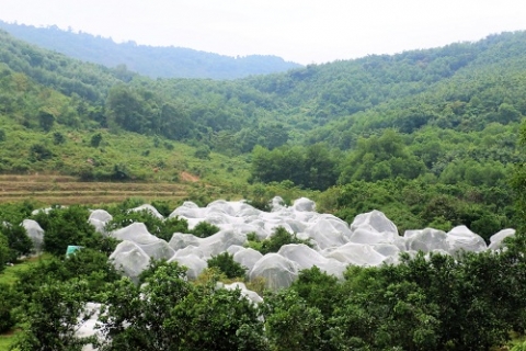 can loc ha tinh phat trien tra son thanh vung kinh te san xuat nong nghiep ben vung