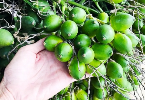 quang ngai gia cau tang mang lai thu nhap kha cho nguoi dan