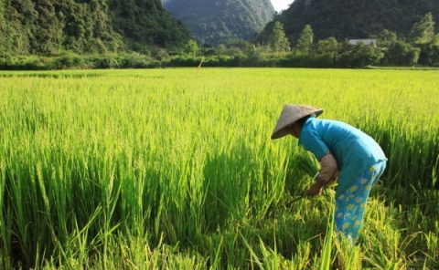 cao bang tang cuong cong tac quan ly giong cay trong