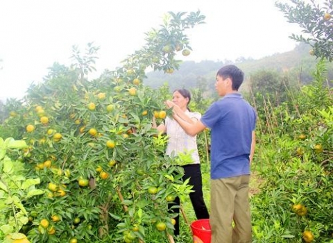 quang ninh nang cao gia tri cam van yen