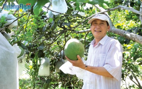 nghia hanh quang ngai vao mua thu hoach buoi