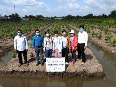 thanh pho ho chi minh hieu qua mo hinh trong mai tren vung dat phen va cham soc tao dang nang cao gia tri cho cay mai