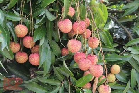 trien khai ap dung va quan ly he thong truy xuat nguon goc tren dia ban tinh bac giang giai doan 2021 2025