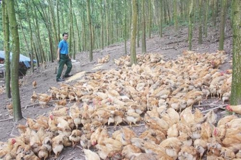 thai nguyen phat trien kinh te tu nuoi ga tha doi