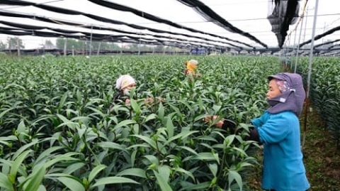 1218 huyen thi xa cua tp ha noi dat chuan nong thon moi