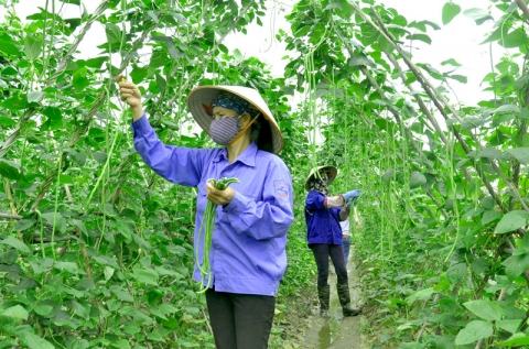 quang ninh day manh ket noi chuoi cung ung nong san an toan