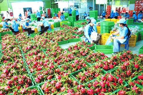 hoi nghi giao thuong truc tuyen thanh long viet nam voi cac thi truong xuat khau