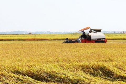 quang ninh quang binh khan truong thu hoach lua he thu