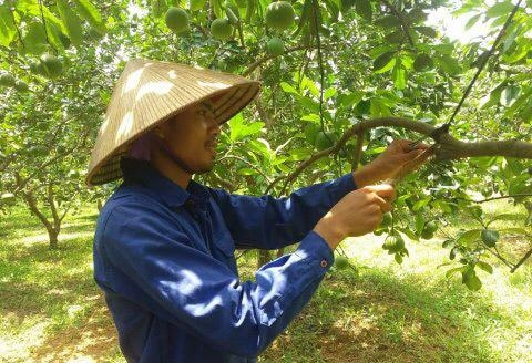 lam giau tu chuyen doi co cau cay trong vat nuoi