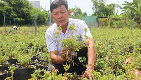 trong thanh cong sam bo chinh tai binh dinh