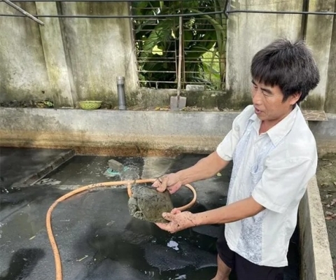 Bấp bênh nghề nuôi con đặc sản