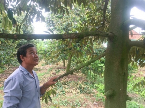 an giang nong dan long kien lam giau