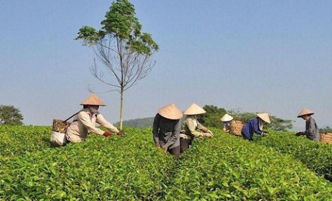 tang cuong quan ly ma so vung trong phuc vu xuat khau