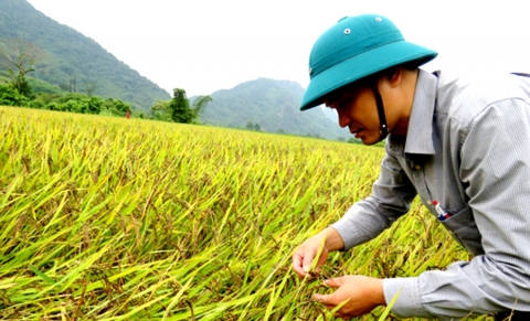 quang binh am no nho trong lua nep than