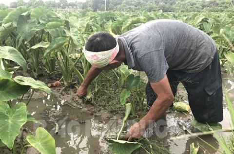 nong dan le hong lam giau tu trong khoai lay ngo