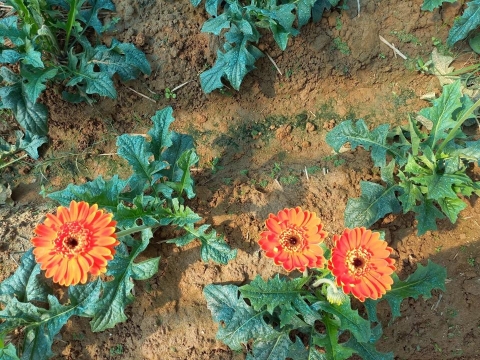 quang ngai mo huong moi cho nguoi trong hoa