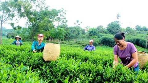tp thai nguyen diem sang trong xay dung san pham ocop