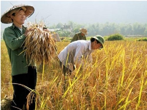 thai nguyen phat trien va nang tam thuong hieu gao bao thai dinh hoa