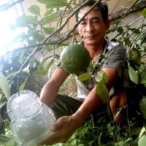 nguoi dan ong tam huyet voi giong buoi dac san doan hung