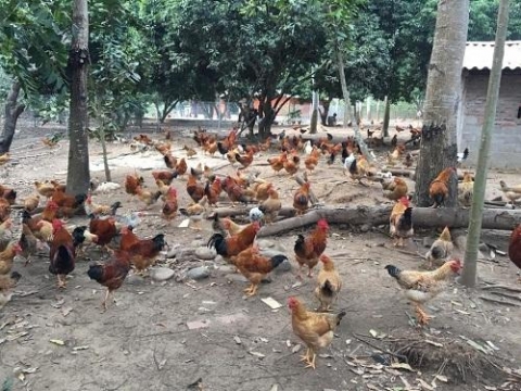 quang ninh to chuc hoi thi vua ga lan dau tien tai huyen tien yen