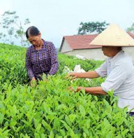thai nguyen ho tro cac lang nghe dau tu may moc thiet bi trong che bien san xuat che
