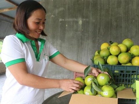 ha tinh nong dan boi thu nho mac man cho cam