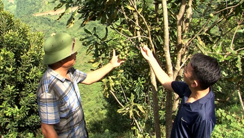 dien bien phu nong dan chuyen doi co cau cay trong phat trien kinh te
