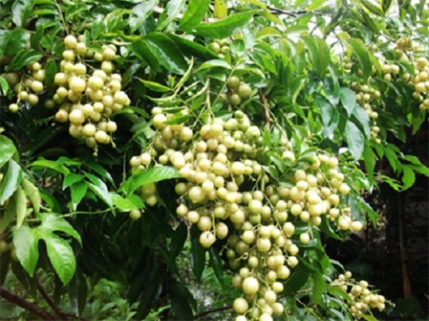 cong dung tuyet voi cua cay mac mat
