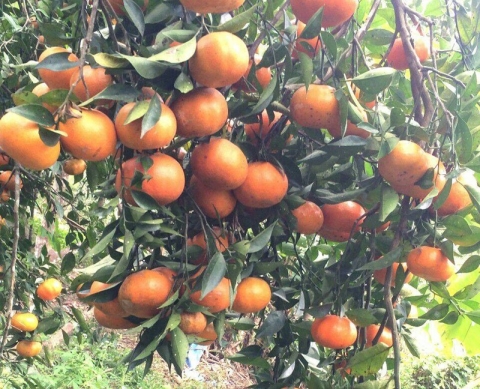 quang ninh cong bo va trao giay chung nhan bao ho nhan hieu tap the cam van don