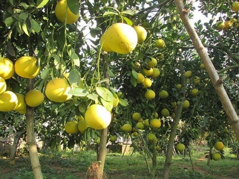 tuyen quang don luc dac biet cho mot so cay trong vat nuoi