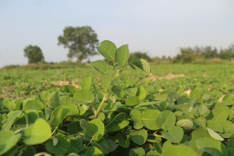 ha tinh nong dan lien ket ben vung cung doanh nghiep trong trong duoc lieu