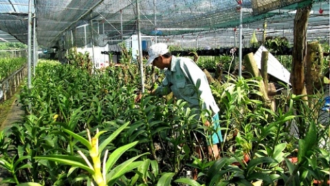 Đào tạo nghề nông nghiệp cho lao động nông thôn