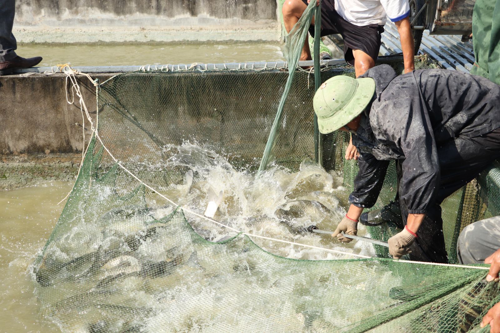 Hà Nội: Hiệu quả từ mô hình nuôi cá “sông trong ao”
