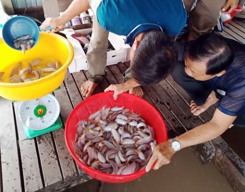 an giang phat trien kinh te tu mo hinh nuoi ca heo nuoc ngot